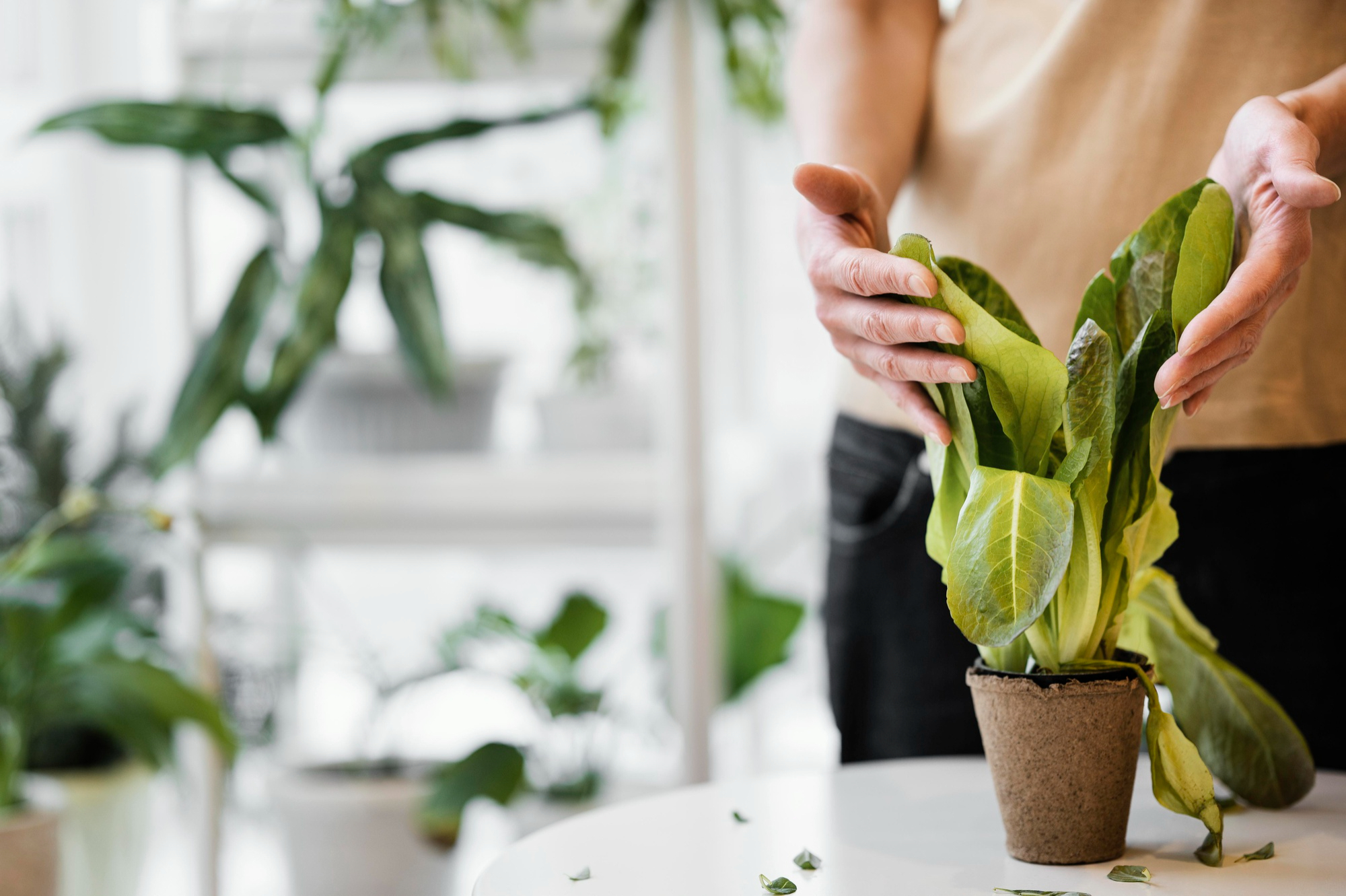 Vista frontal de la mujer cultivando plantas en interiores